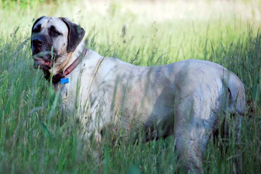 Cooper at 3 years old