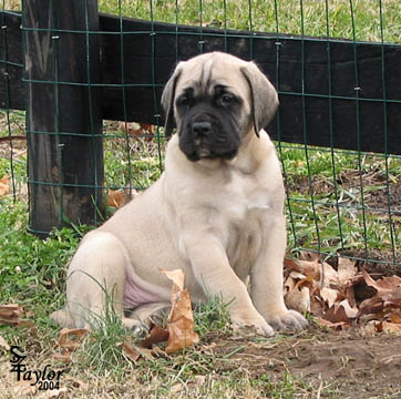 Nala - Fawn Female American Mastiff