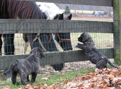 40 days old (puppy on the right)