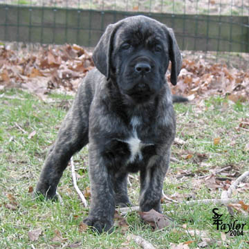 Puppy at 47 days old