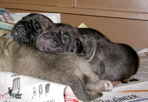 9 days old, Zoe (Brindle Female) on left; Rowen (Brindle Female) on right