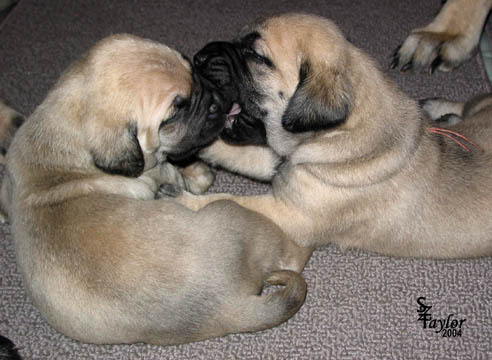 26 days old, pictured with Fawn Male (on left)