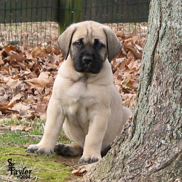 Puppy at 47 days old