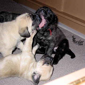 26 days old, pictured with Elsie (Brindle Female) and Fawn Male (laying down)