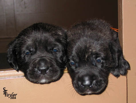 26 days old, pictured with Brindle Female (red) on the left