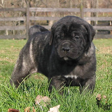 Puppy at 32 days old