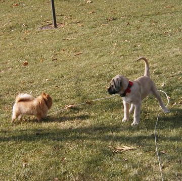 2 months old, pictured with Brandi