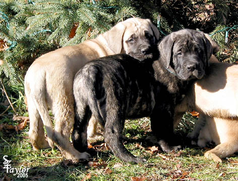 7 weeks old - pictured with Ginger (fawn female)