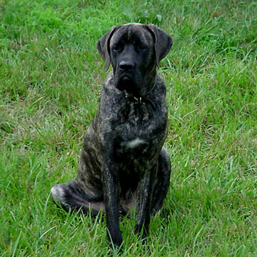 Max - Brindle Male American Mastiff