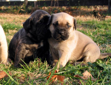 3 weeks old - pictured with Louie (brindle male)