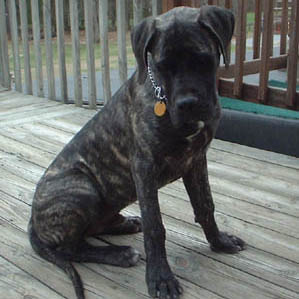 Louie - Brindle Male American Mastiff