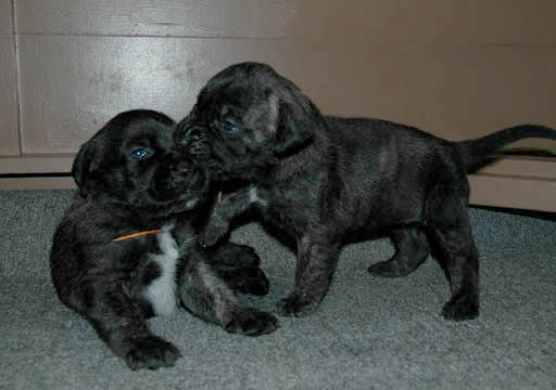 2 weeks old, pictured with Lenox (Brindle Male) on the left