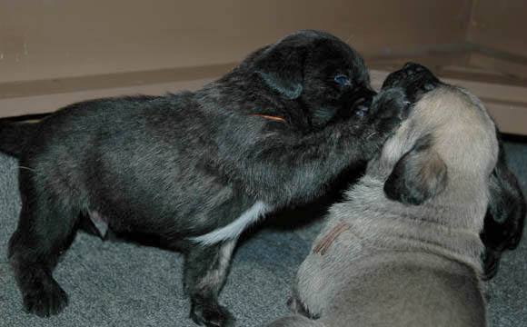 2 weeks old, pictured with Zeus (Fawn Male)