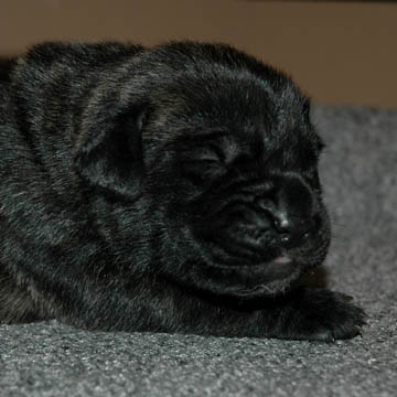 6 days old