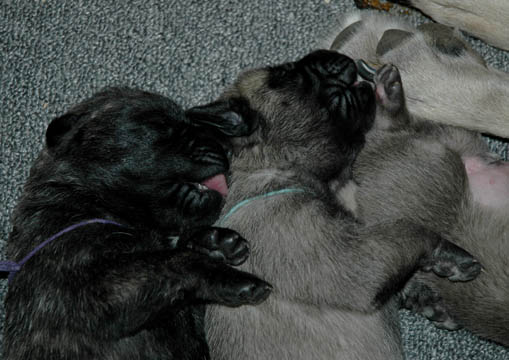 6 days old, pictured with Penny (Fawn Female)