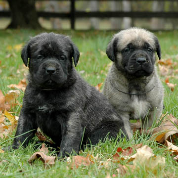 3 weeks old, pictured with Meg (Brindle Female)