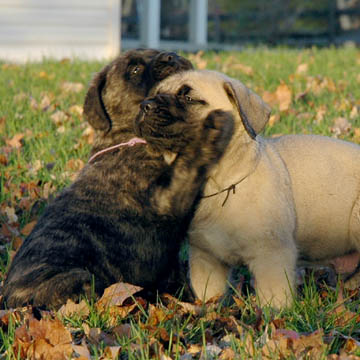 5 weeks old, pictured with Murphy (Fawn Male) on the right