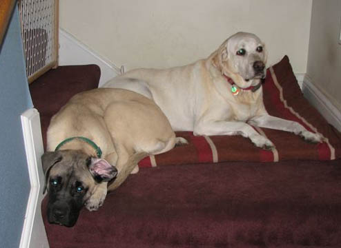 4 months old, pictured with Lucy