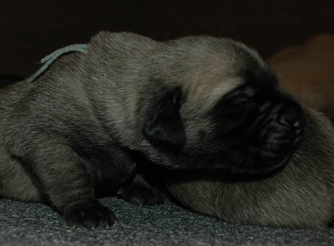 6 days old