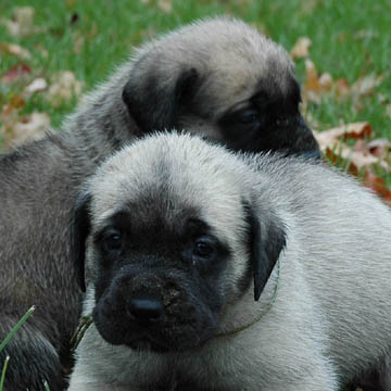 3 weeks old, pictured with Murphy (Fawn Male) in the back