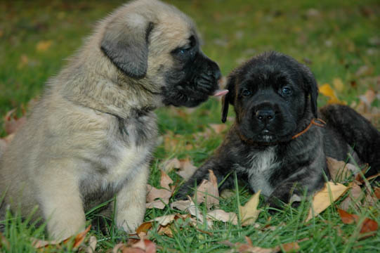 4 weeks old, pictured with Lenox (Brindle Male)