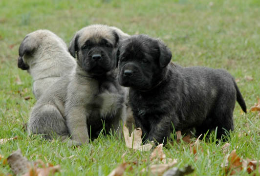 3 weeks old, pictured with Murphy (Fawn Male)