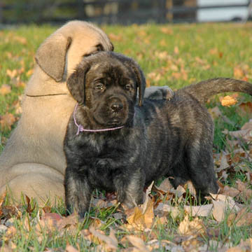 5 weeks old, pictured with Murphy (Fawn Male) on the left