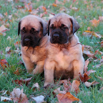 4 weeks old, pictured with Murphy (Fawn Male) on the left