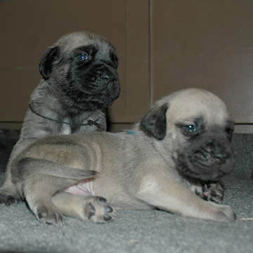 2 weeks old, pictured with Blue (Fawn Male) in the front