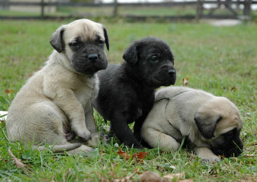 3 weeks old, pictured with Binky (Brindle Femlale) in the middle and Hugo (Fawn Male) on the right