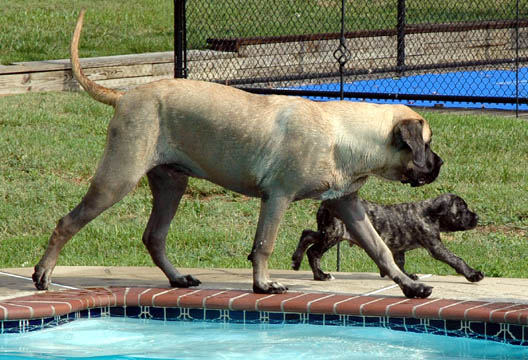 Zeus at 10 months old - Apollo at 8 weeks old