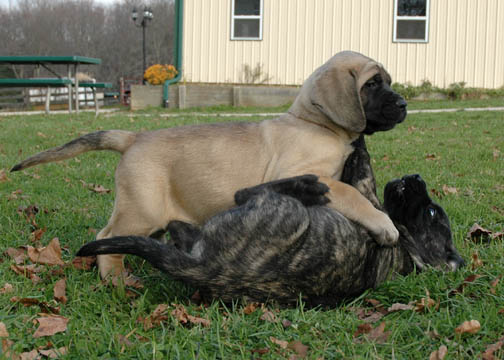 7 weeks old, pictured with Lenox (Brindle Male)