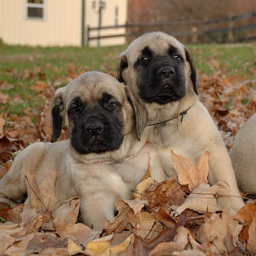 5 weeks old, pictured with Zeus (Fawn Male) on the left