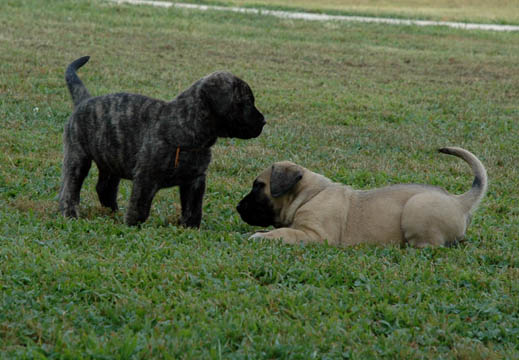 5 weeks old, pictured with Cecelia (Fawn Female)