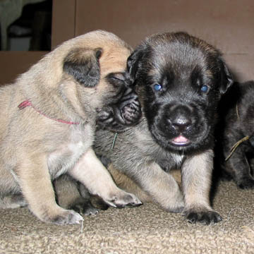 2 weeks old, pictured with Jazz (Fawn/Apricot Male) on the right