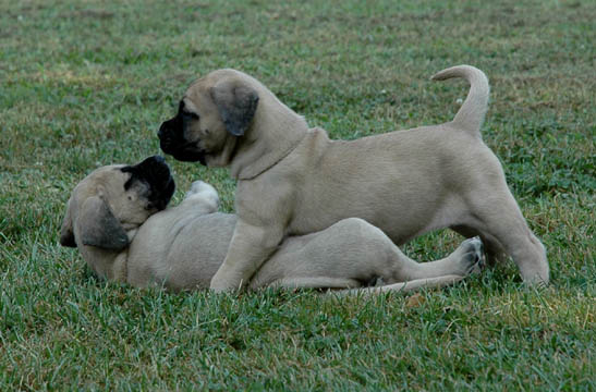 5 weeks old, pictured with Rosie (Fawn Female) on the top