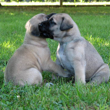 4 weeks old, pictured with Rosie (Fawn Female) on the left