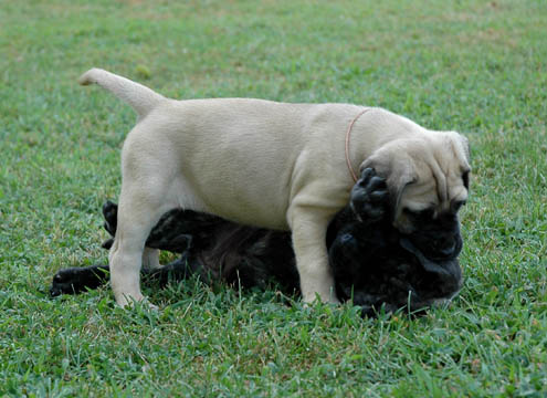 6 weeks old, pictured with Lilly (Brindle Female)