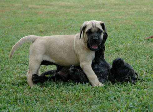 6 weeks old, pictured with Lilly (Brindle Female)