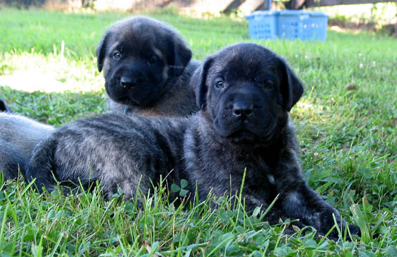 4 weeks old, pictured with Jazz (Fawn/Apricot Male) on the left