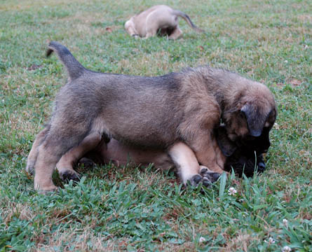 6 weeks old, pictured with Cecelia (Fawn Female) laying down