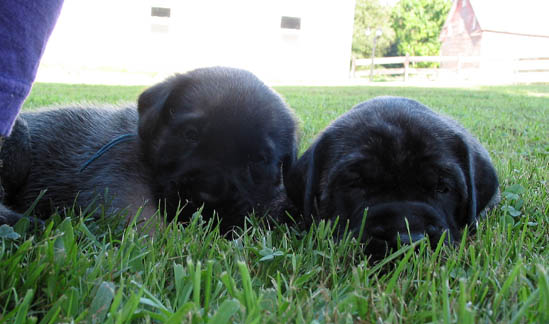 3 weeks old, pictured with Jazz (Fawn/Apricot Male) on the left