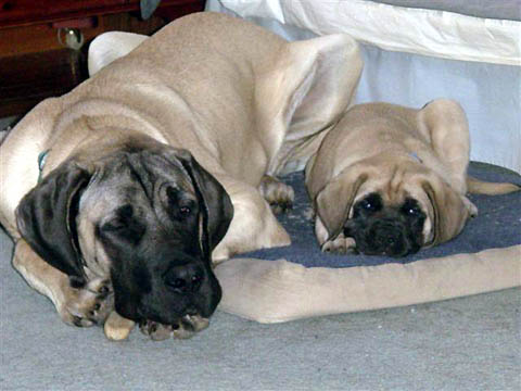 Dozer at 5 months old; Miley at 8 weeks old