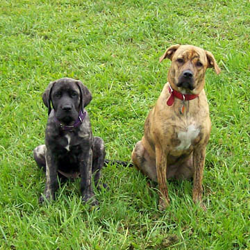 11 weeks old, pictured with American Bulldog Katie