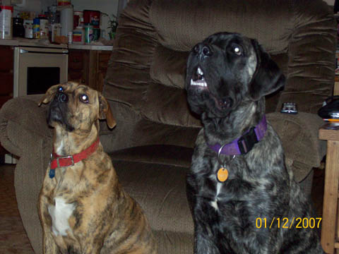 6 months old, pictured with American Bulldog Katie