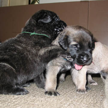 2 weeks old, pictured with Jazz (Fawn/Apricot Male)