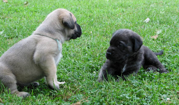 4 weeks old, pictured with Dakota (Fawn Female)