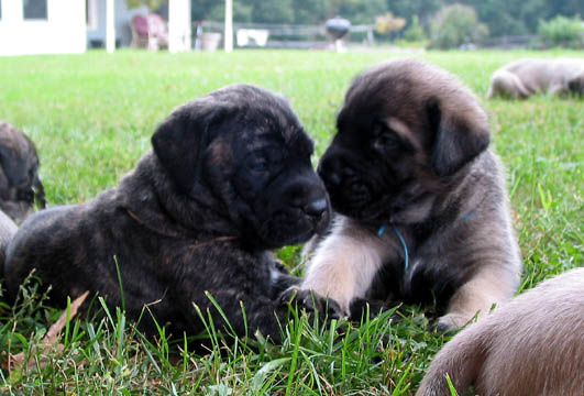 4 weeks old, pictured with Jazz (Fawn/Apricot Male) on the right