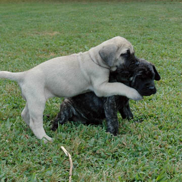 5 weeks old, pictured with Lilly (Brindle Female)