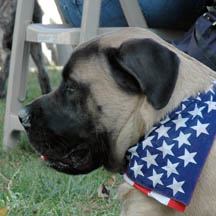 Jazz - Fawn/Apricot Male American Mastiff